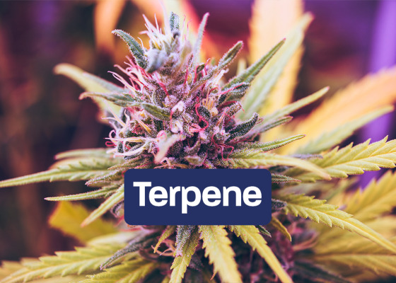 Terpenes - the scent of cannabis - Terpenes - the magical scent of cannabis